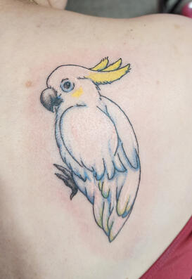 Cockatoo Portrait