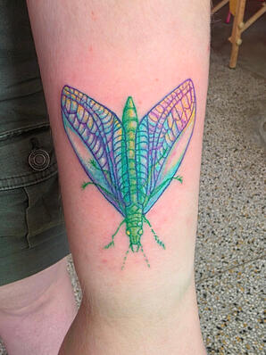 Lacewing Lacewing