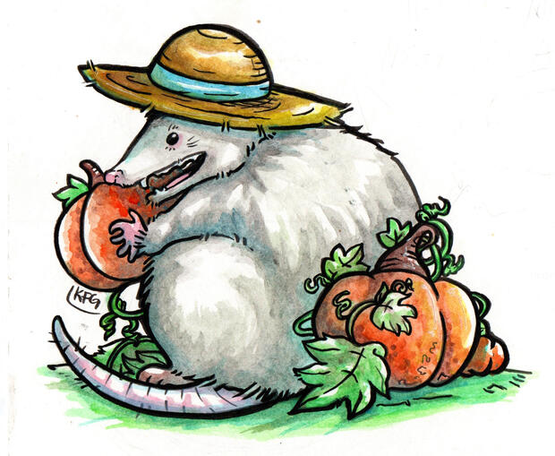 "Opossum With Pumpkins" "Opossum With Pumpkins"